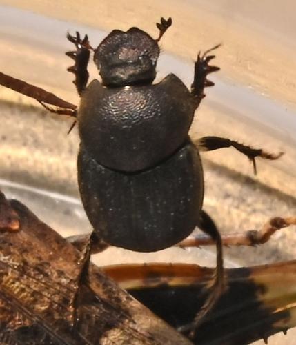 Onthophagus emarginatus